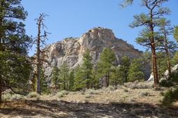 Trees and rocks [mon sep 1 09:02:03 mdt 2025]